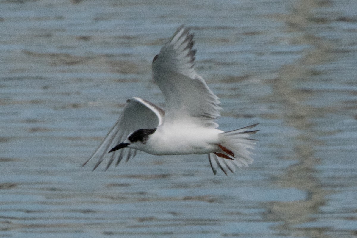 South American Tern - ML623850562