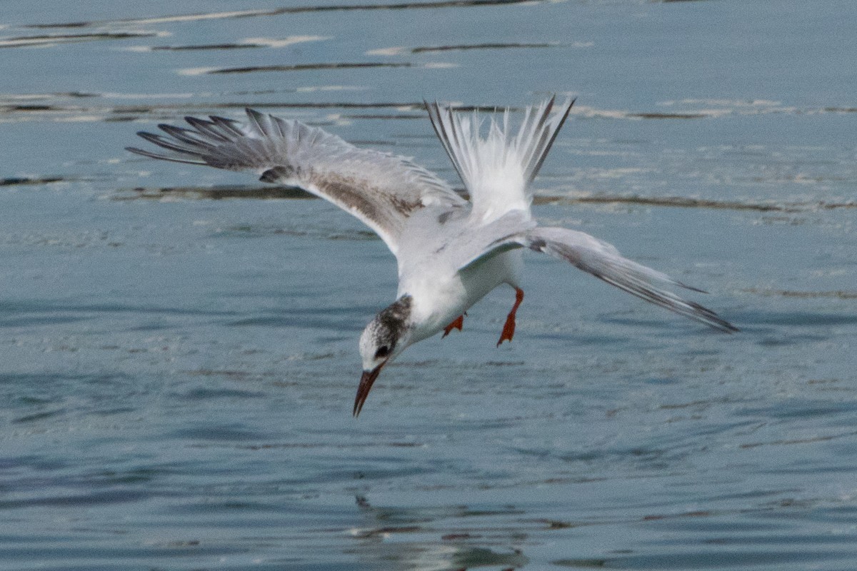 South American Tern - ML623850563