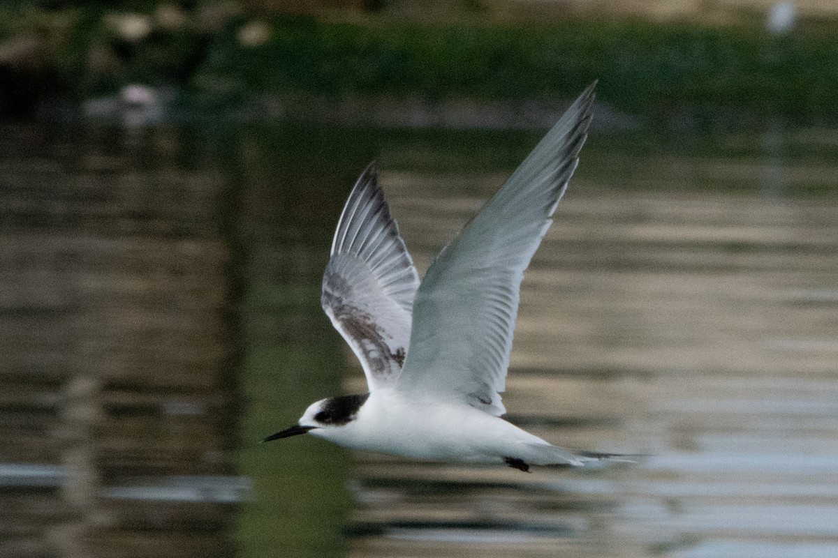 South American Tern - Martin Abreu