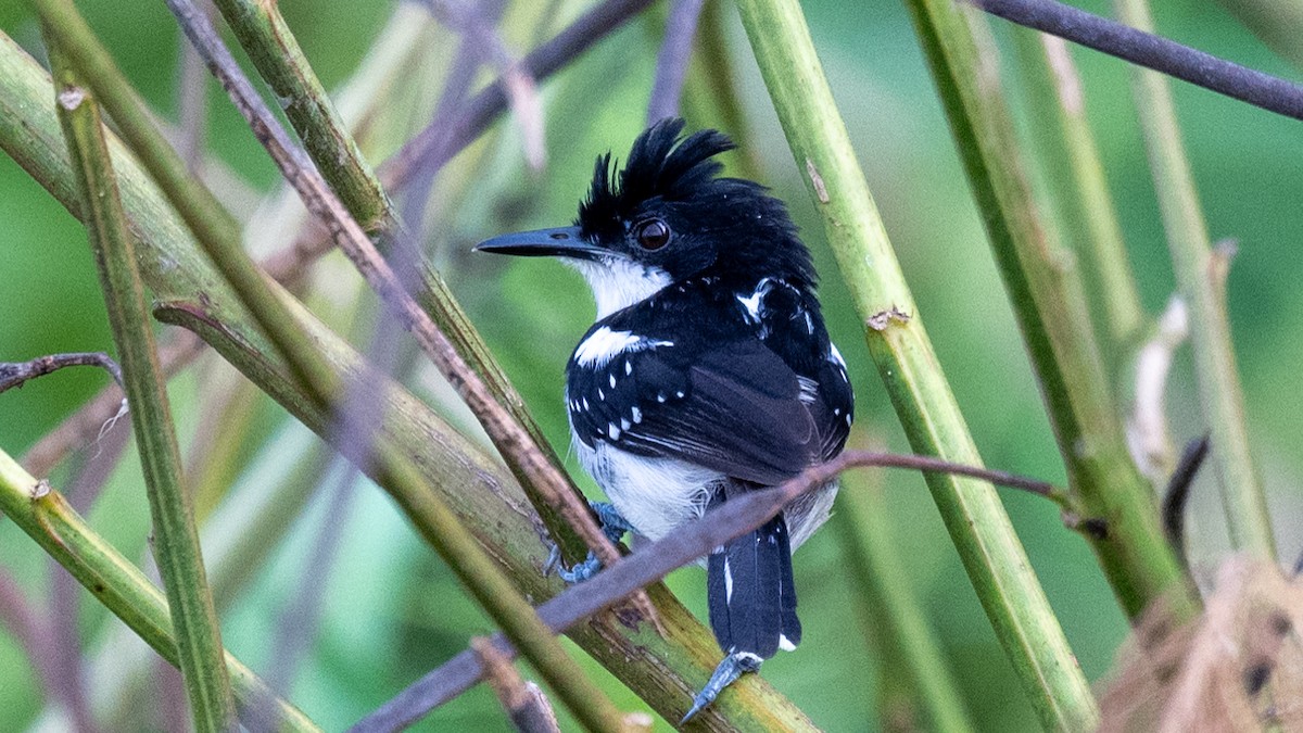Black-and-white Antbird - Steve McInnis