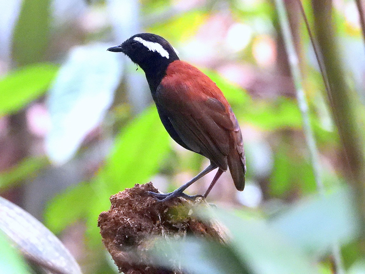 Black-bellied Gnateater - ML623850578