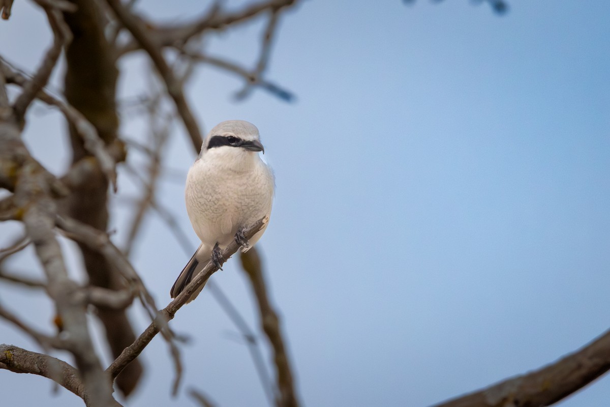 Northern Shrike - ML623850580