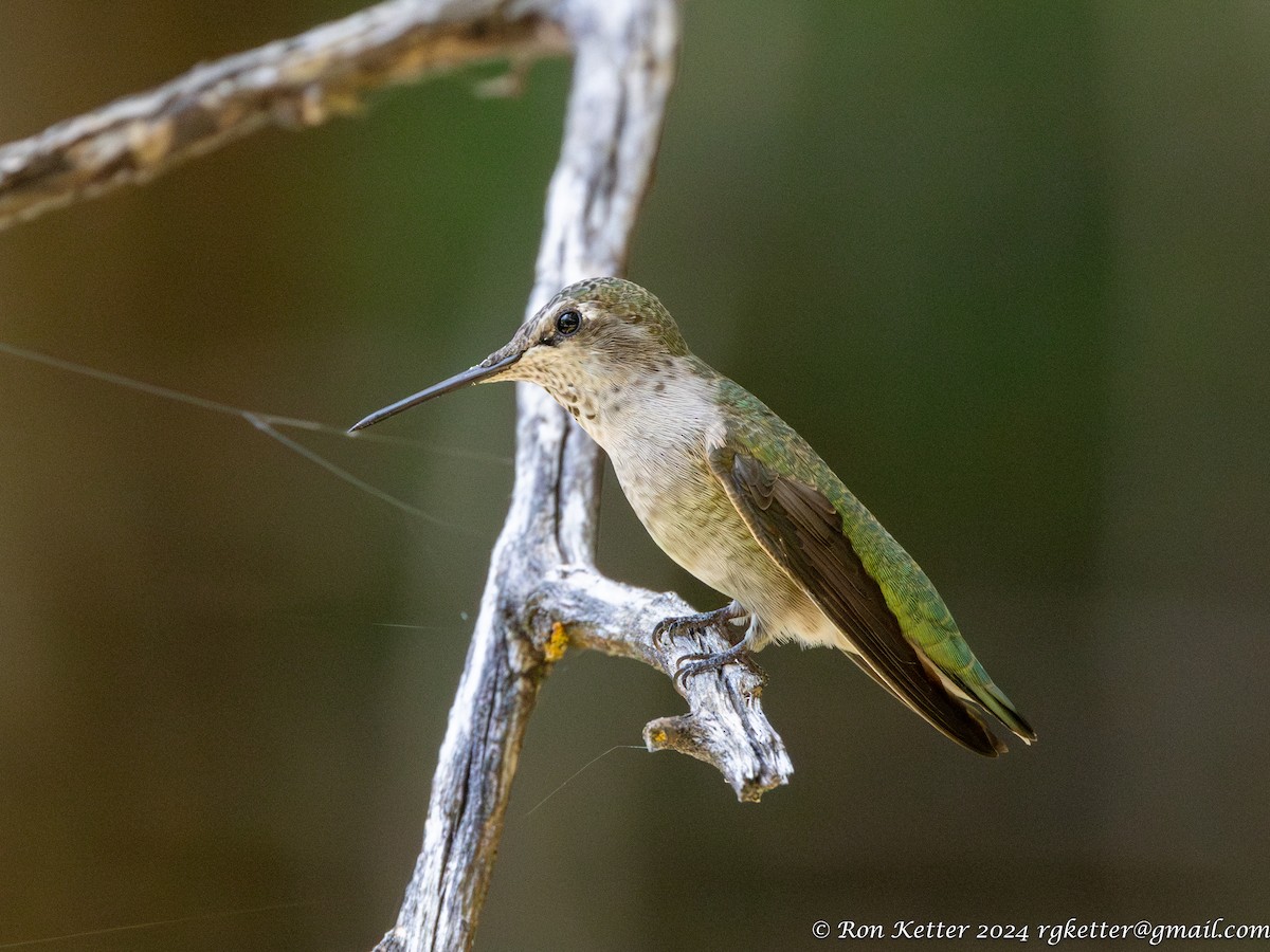 Anna's Hummingbird - ML623850591