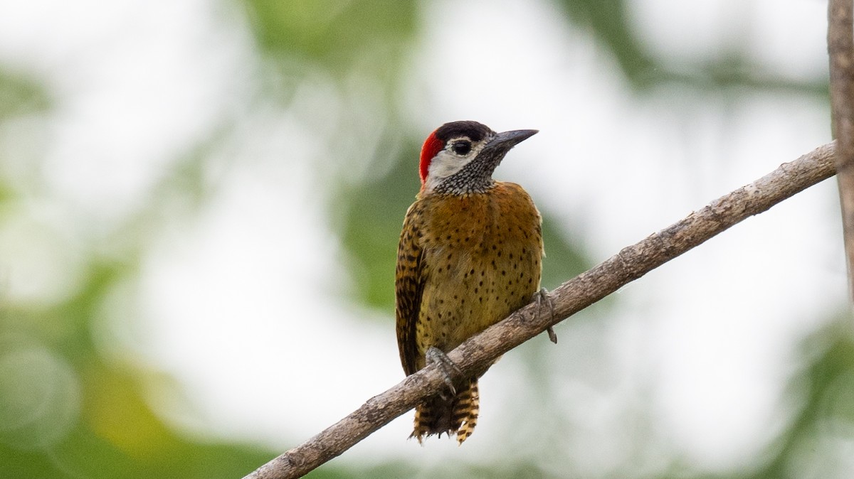 Spot-breasted Woodpecker - ML623850657