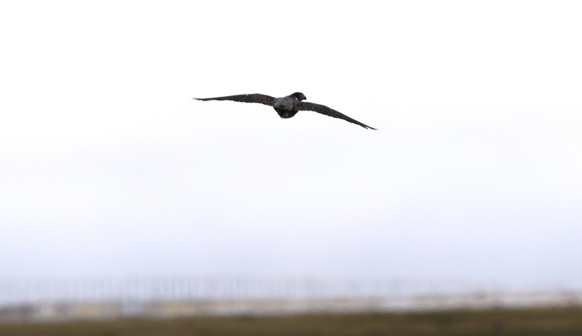 Peregrine Falcon (Tundra) - ML623850665