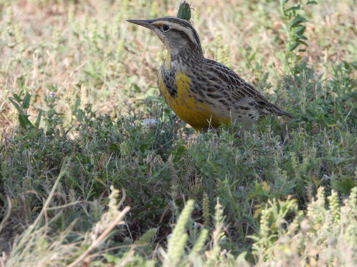 Western Meadowlark - ML623850667