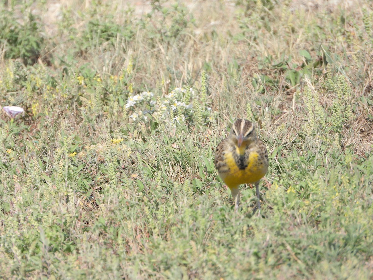 Western Meadowlark - ML623850673