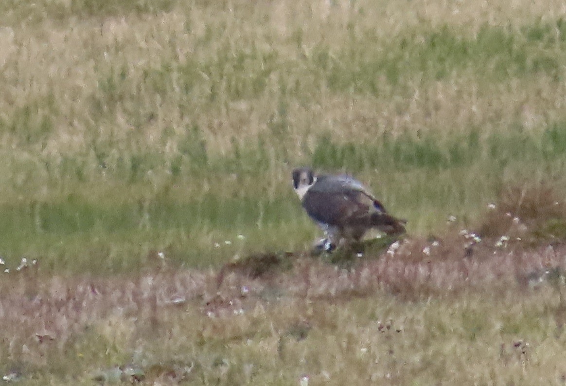 Peregrine Falcon (Tundra) - ML623850674