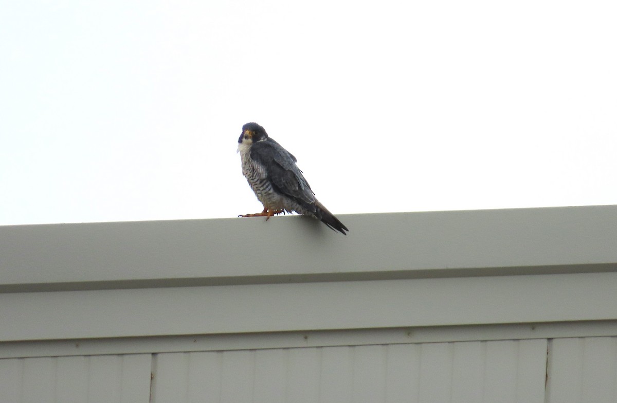 Peregrine Falcon (Tundra) - ML623850681