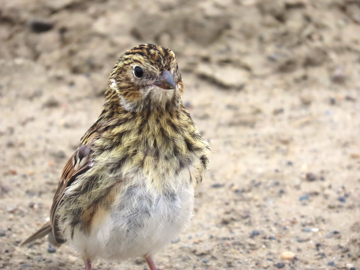 Lapland Longspur - ML623850712