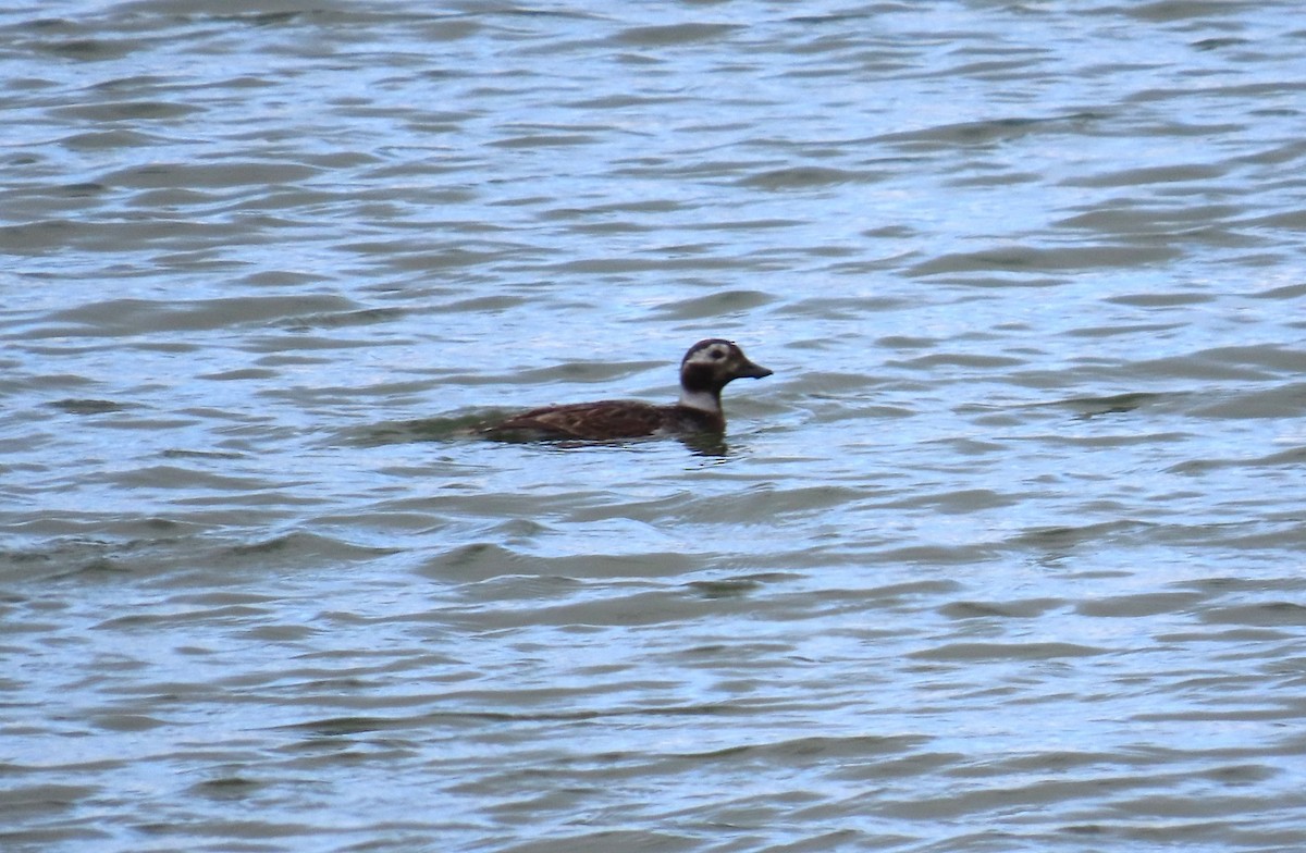 Long-tailed Duck - ML623850731