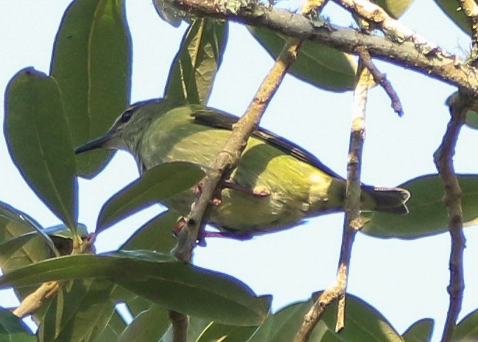 Red-legged Honeycreeper - ML623850733