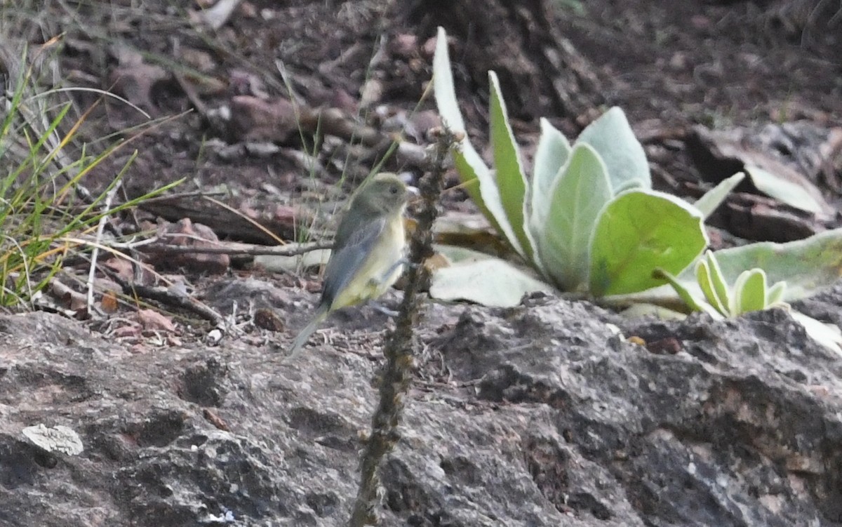 Painted Bunting - ML623850736