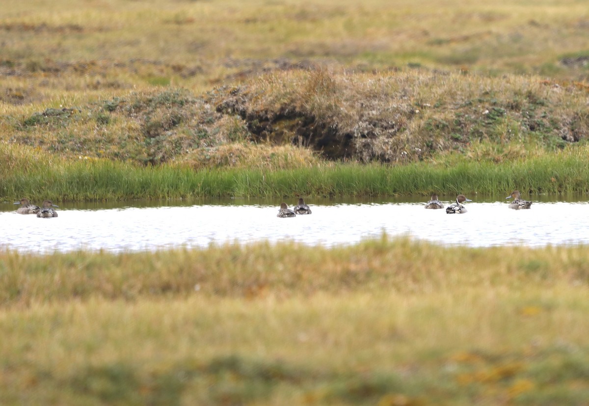 Northern Pintail - ML623850753