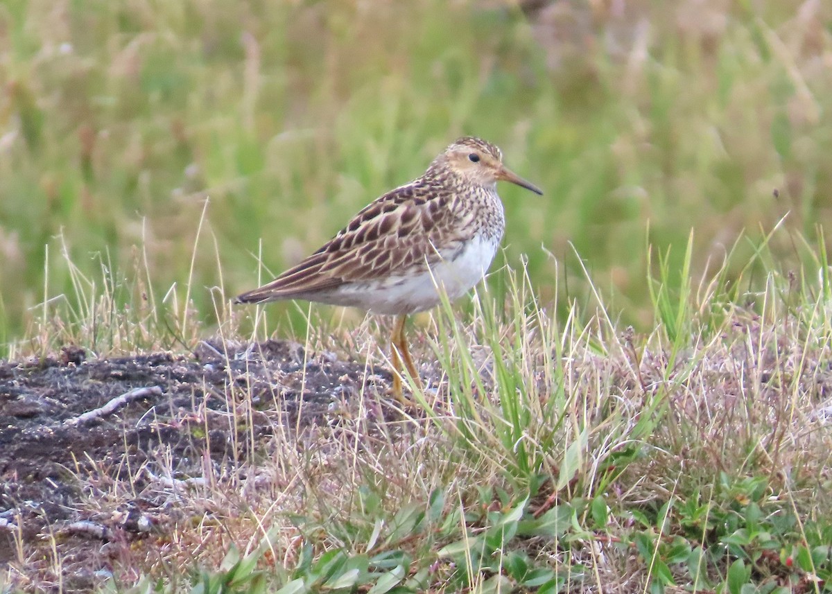 Pectoral Sandpiper - ML623850777