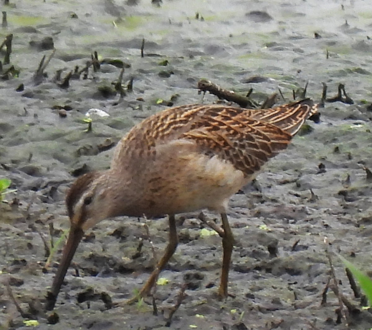 Short-billed Dowitcher - ML623850790