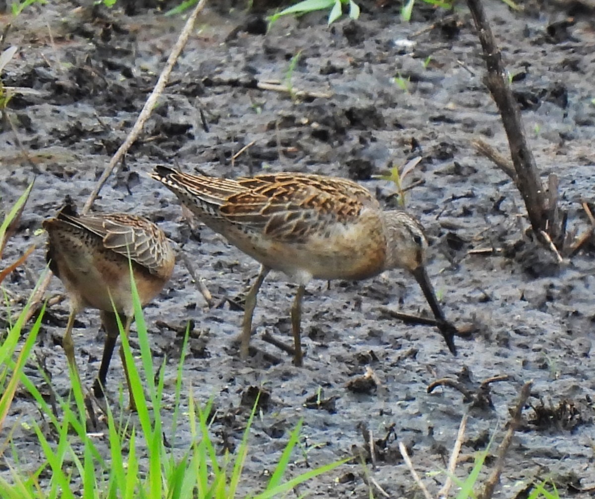 Short-billed Dowitcher - ML623850791