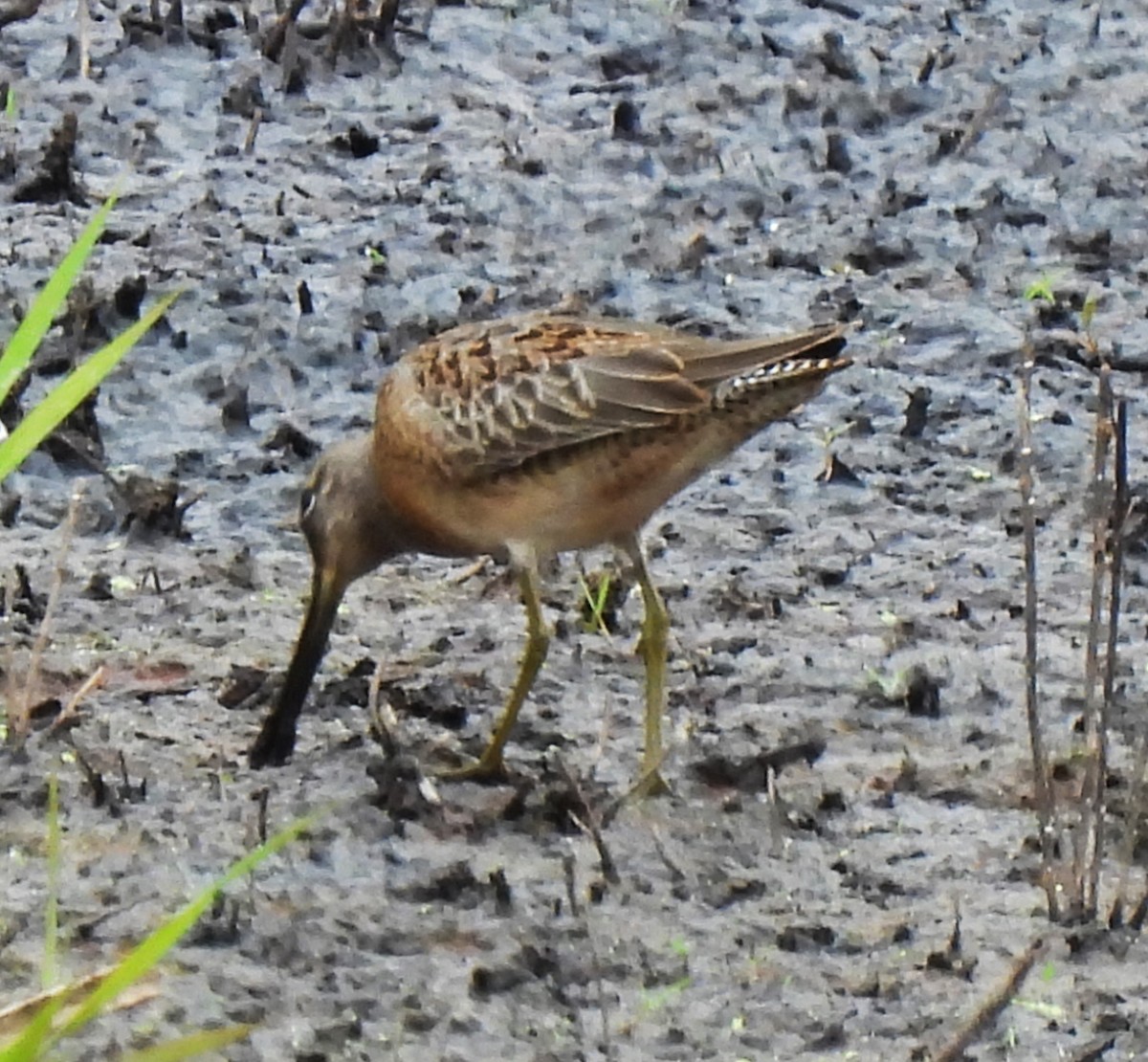 kortnebbekkasinsnipe/langnebbekkasinsnipe - ML623850806