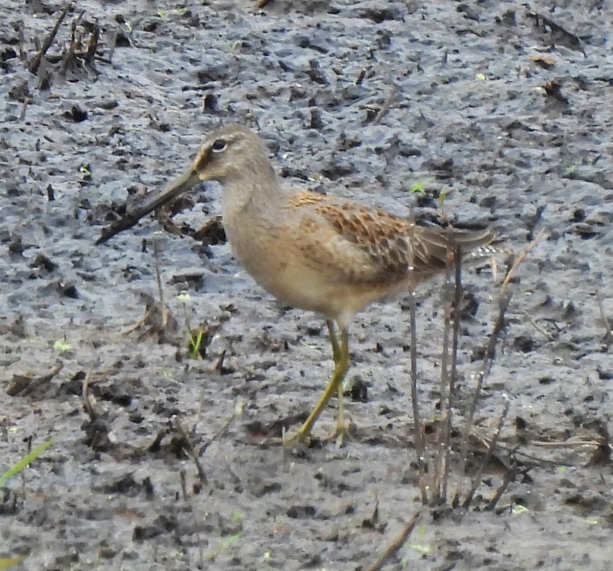 Short-billed/Long-billed Dowitcher - Rick Bennett