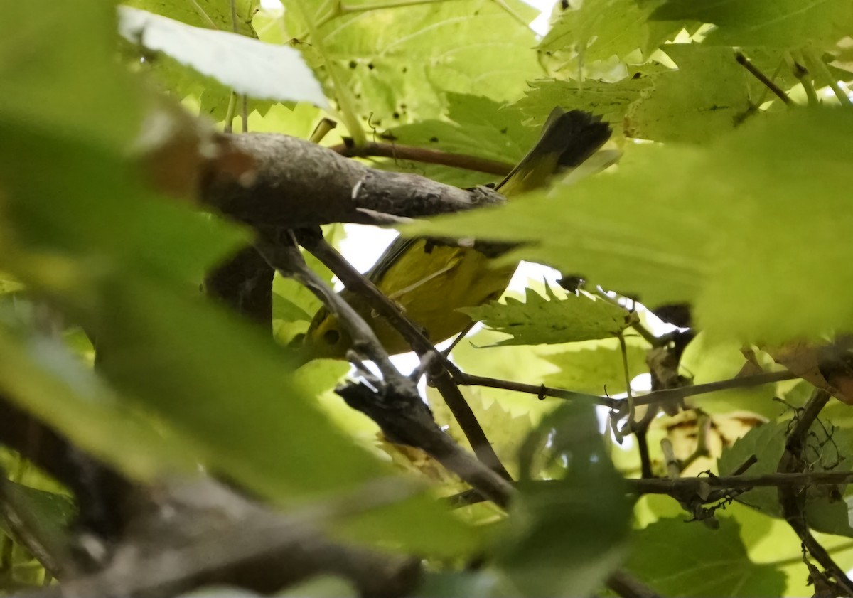 Hooded Warbler - ML623850828