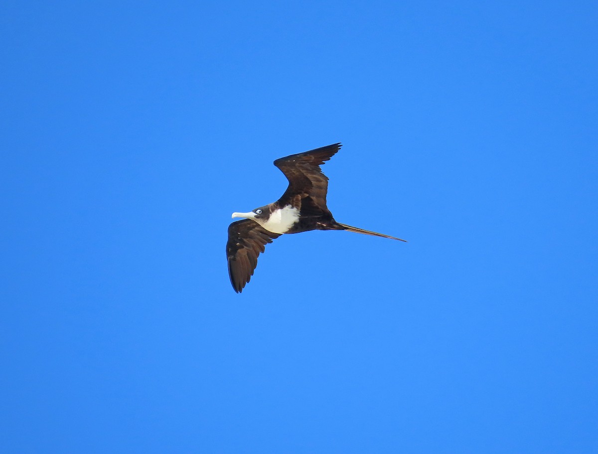 Great Frigatebird - ML623850830