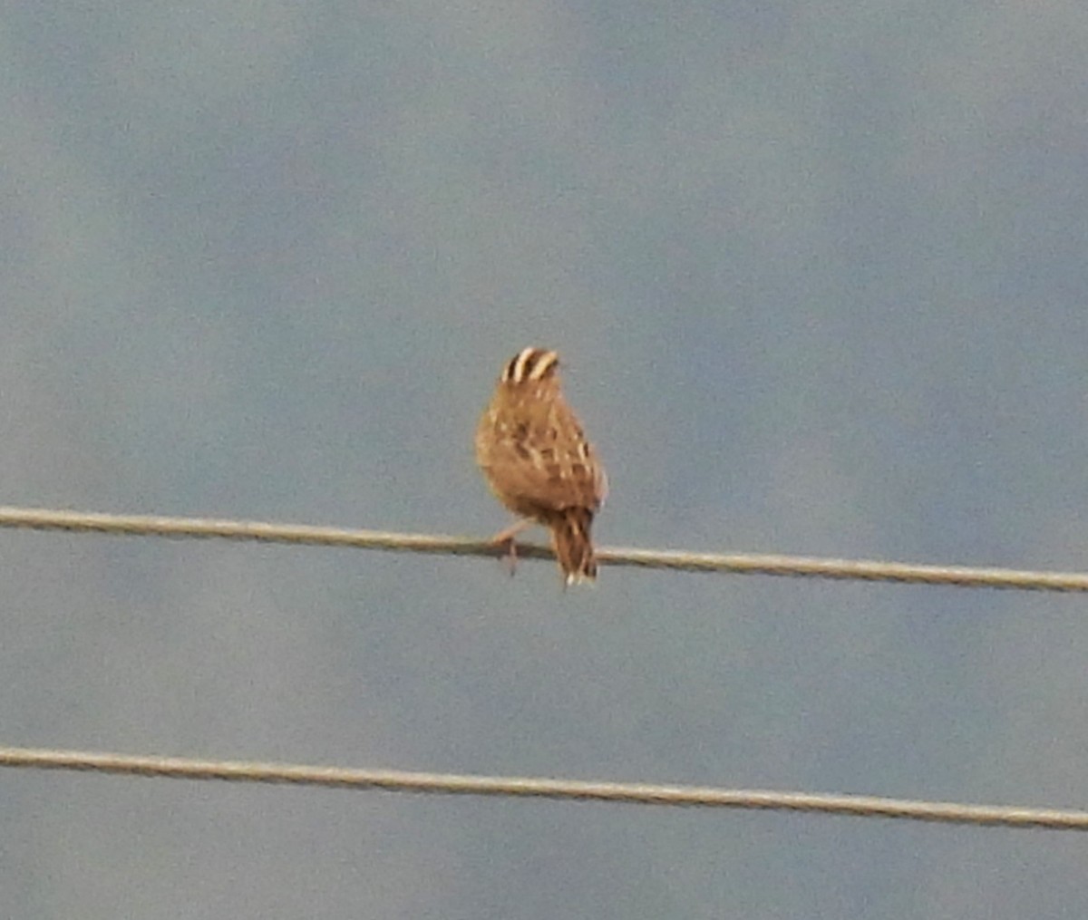 Western Meadowlark - ML623850851