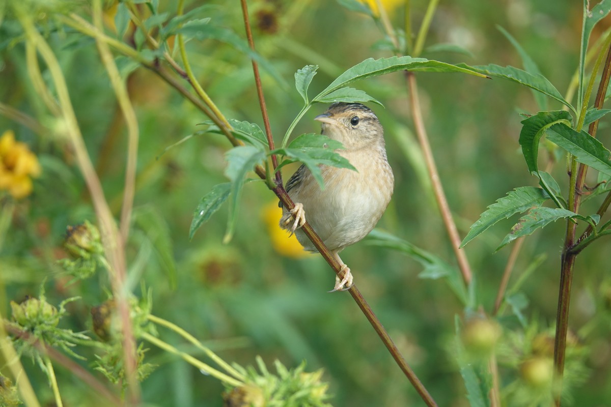 Sedge Wren - ML623850877