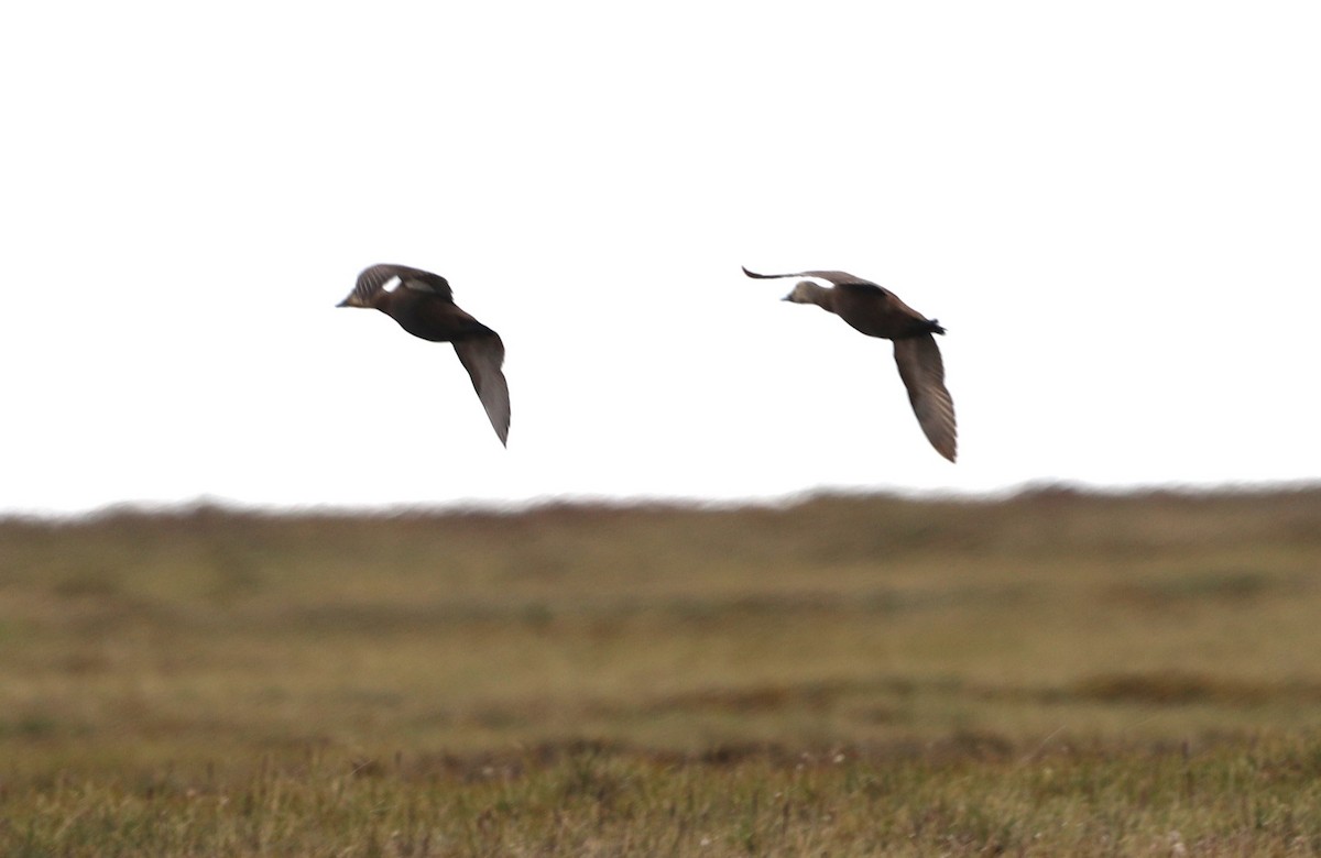 Spectacled Eider - ML623850879