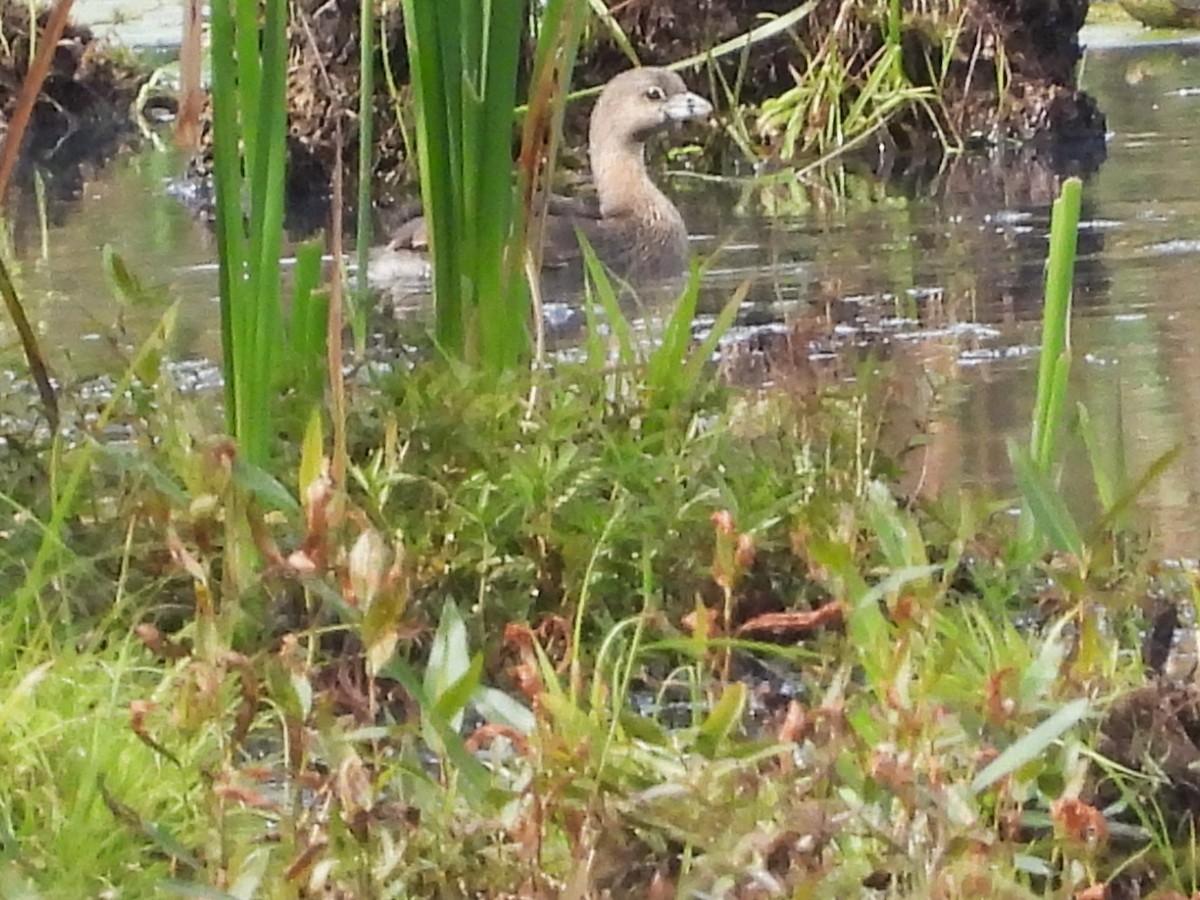 Pied-billed Grebe - ML623850950