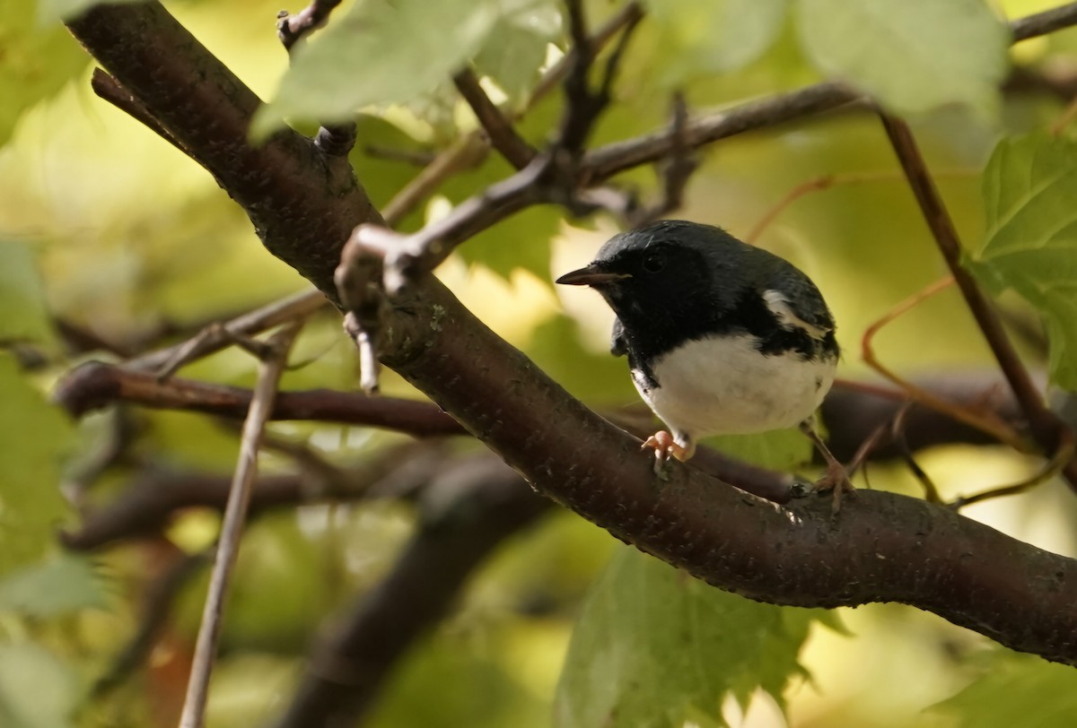 Black-throated Blue Warbler - ML623850956