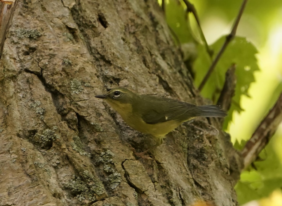 Black-throated Blue Warbler - ML623850957