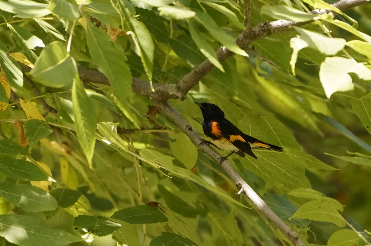 American Redstart - ML623850973