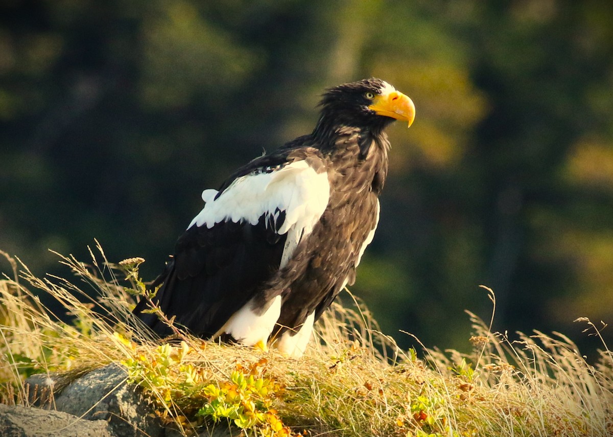 Steller's Sea-Eagle - ML623850987