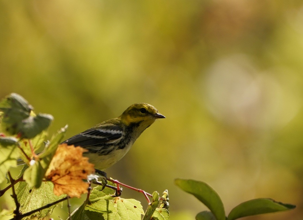 Black-throated Green Warbler - Daniel Painley