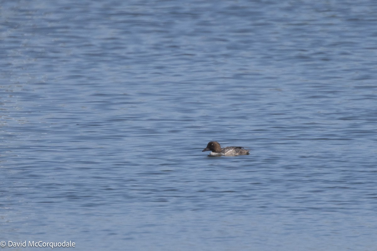 Common Goldeneye - David McCorquodale