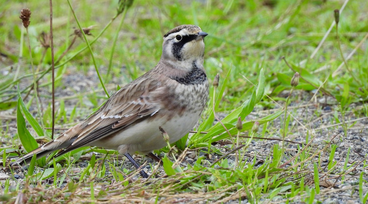 Horned Lark - D/P    Sanford