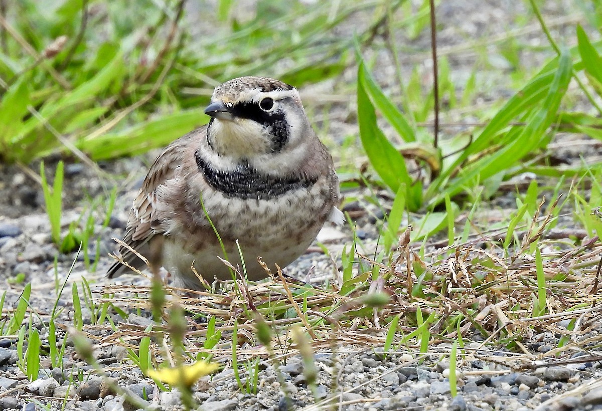 Horned Lark - ML623851008