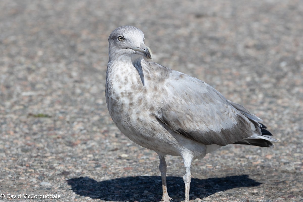 Herring Gull (American) - ML623851019