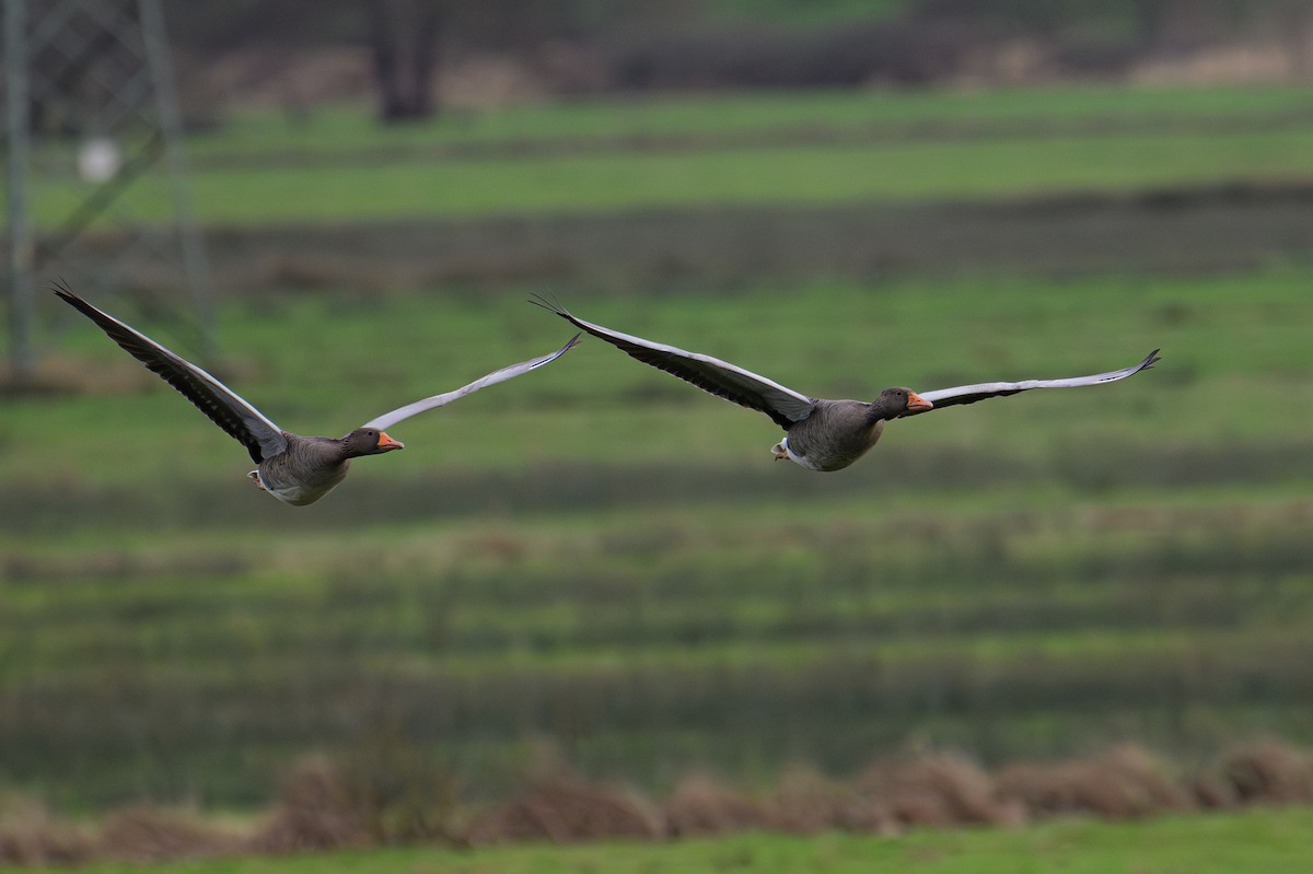 Graylag Goose - ML623851054