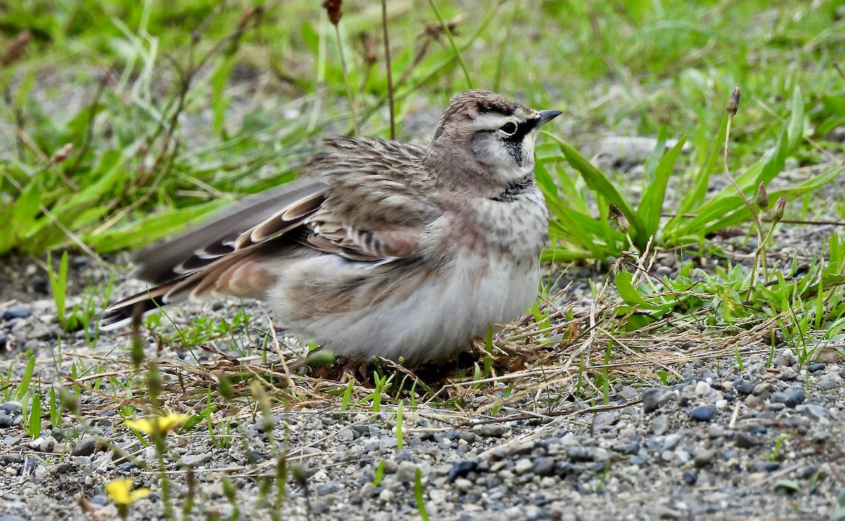 Horned Lark - D/P    Sanford