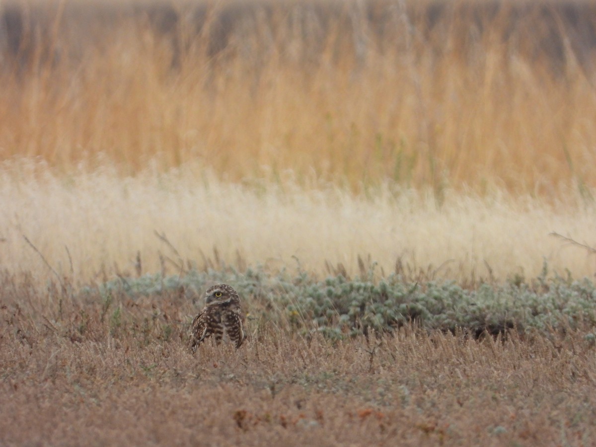 Burrowing Owl - joe sweeney