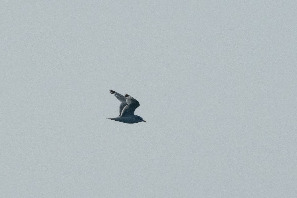 Black-legged Kittiwake - ML623851082
