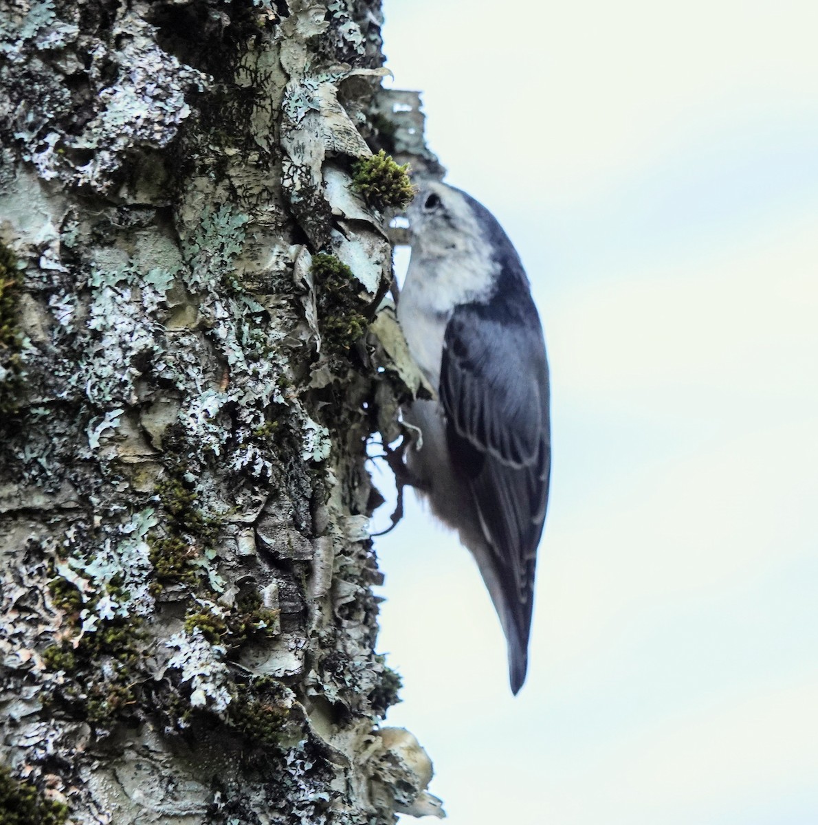 White-breasted Nuthatch - Celeste Echlin