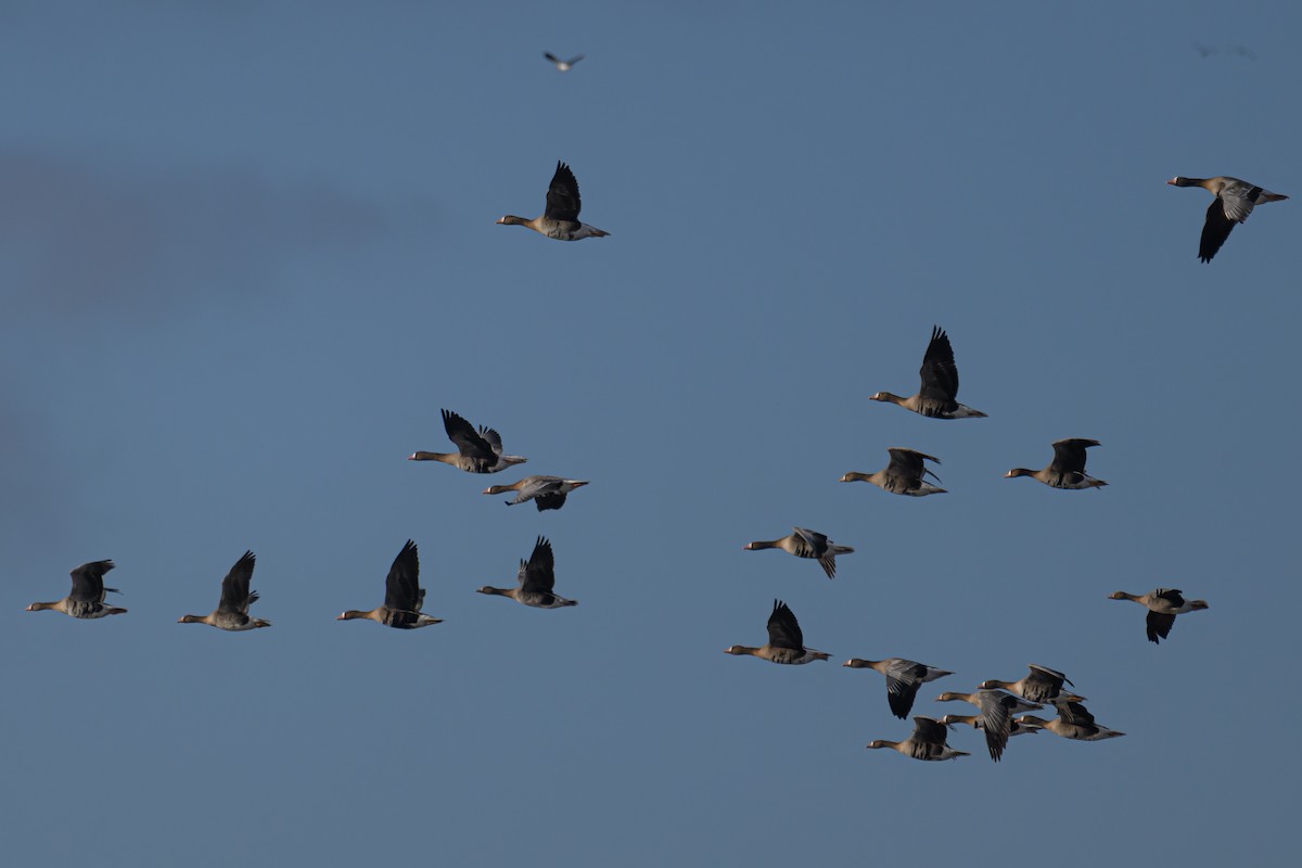 Greater White-fronted Goose - ML623851099