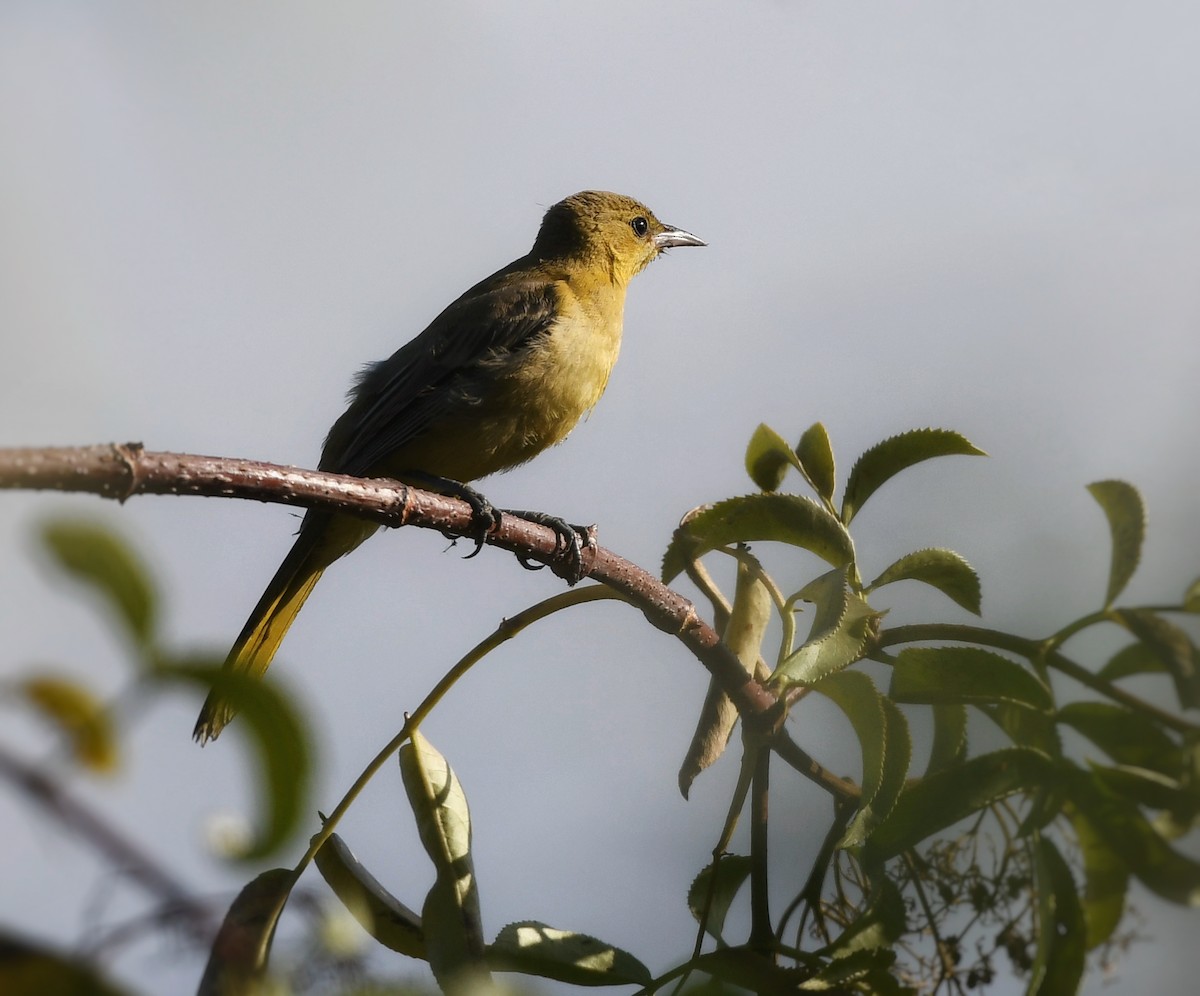 Hooded Oriole - ML623851120