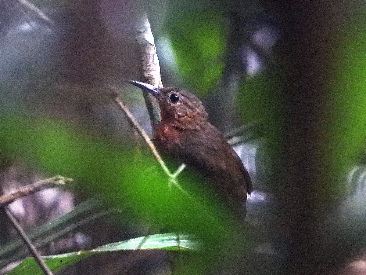 Short-billed Leaftosser - ML623851121