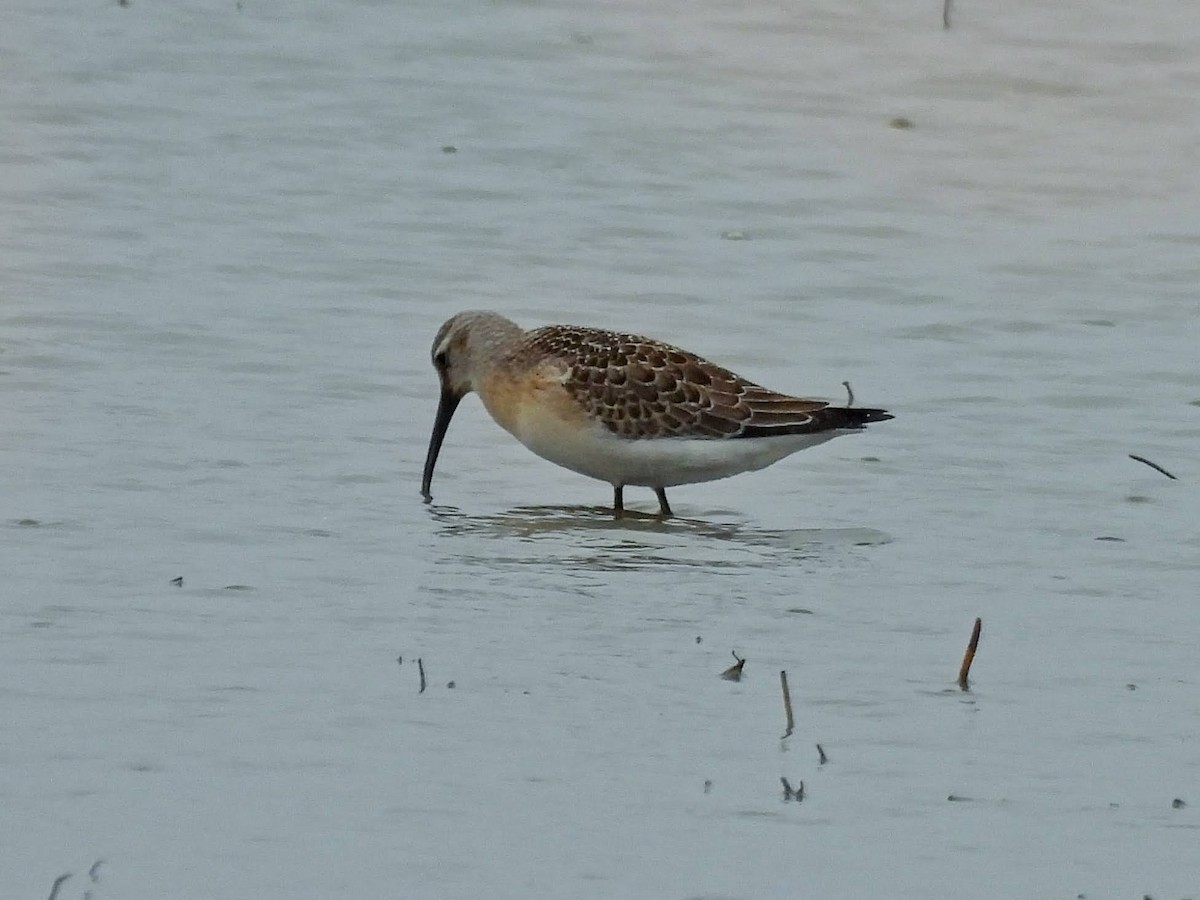 Curlew Sandpiper - Caroline Callaghan