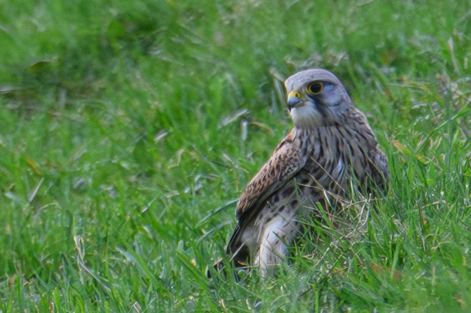 Eurasian Kestrel - ML623851151