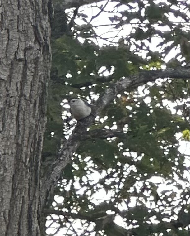 White-breasted Nuthatch (Eastern) - ML623851161