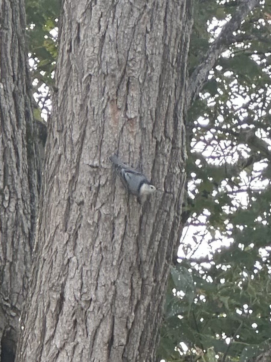 White-breasted Nuthatch (Eastern) - ML623851162